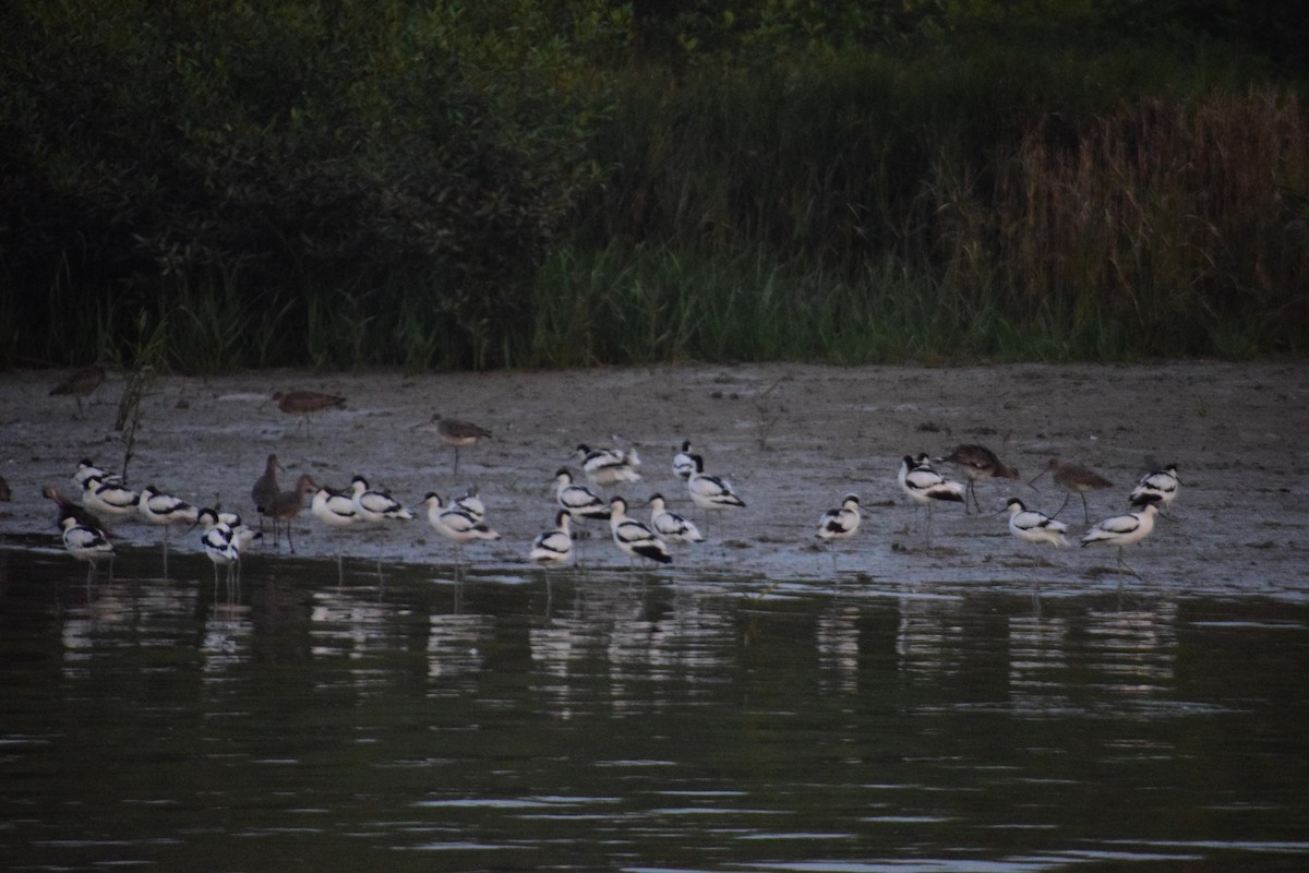 Pied Avocet - ML650577159