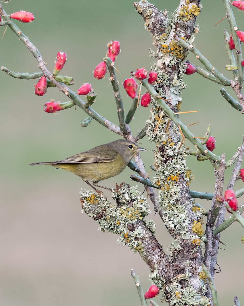 Рыжешапочная древесница - ML650577284
