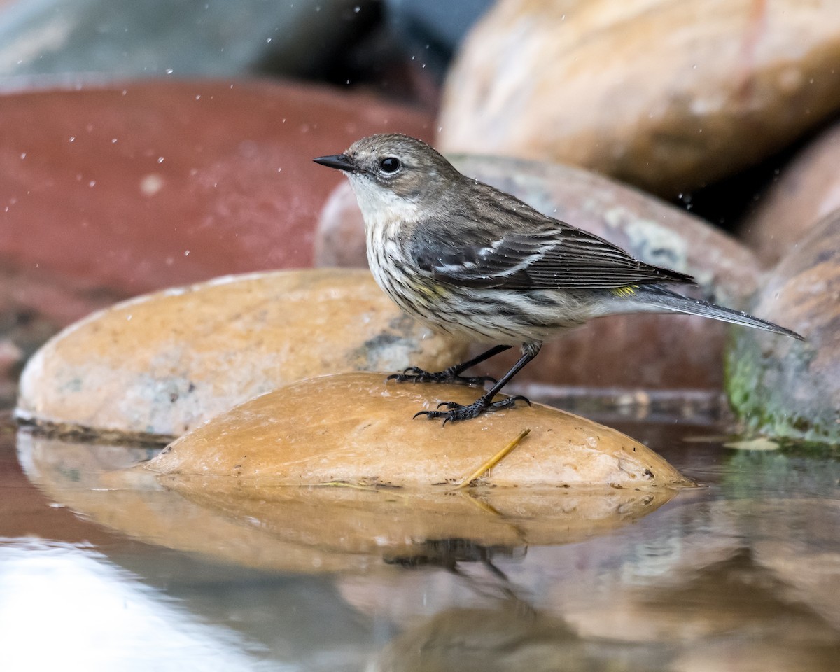 Миртовый певун - ML650577383