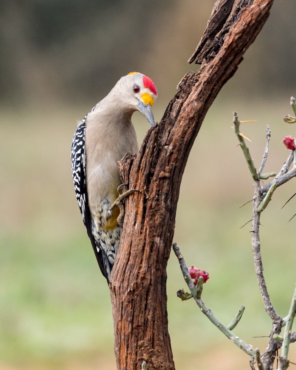 Златолобый дятел - ML650577524