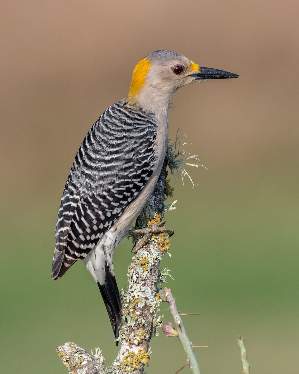 Златолобый дятел - ML650577525