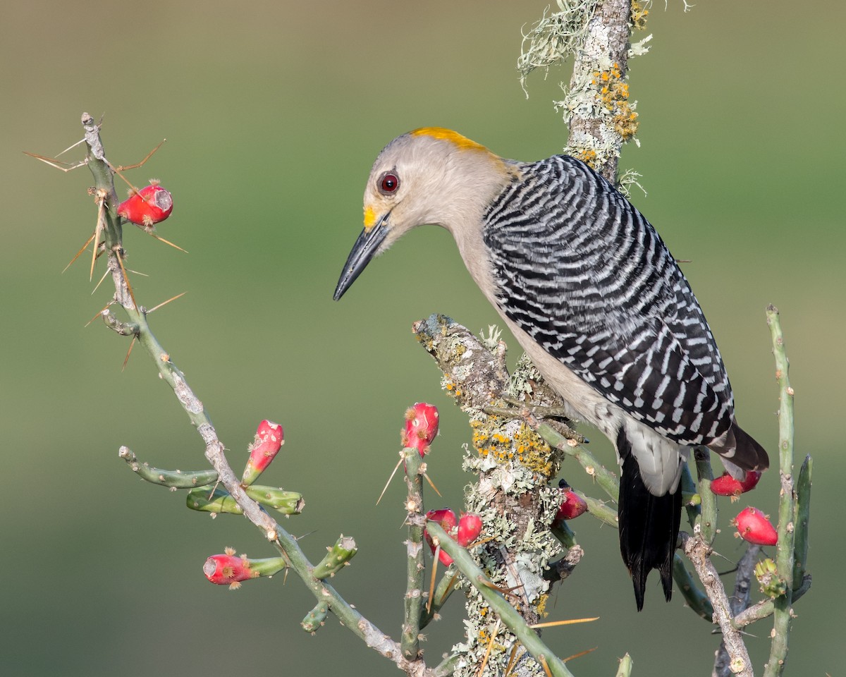 Златолобый дятел - ML650577527