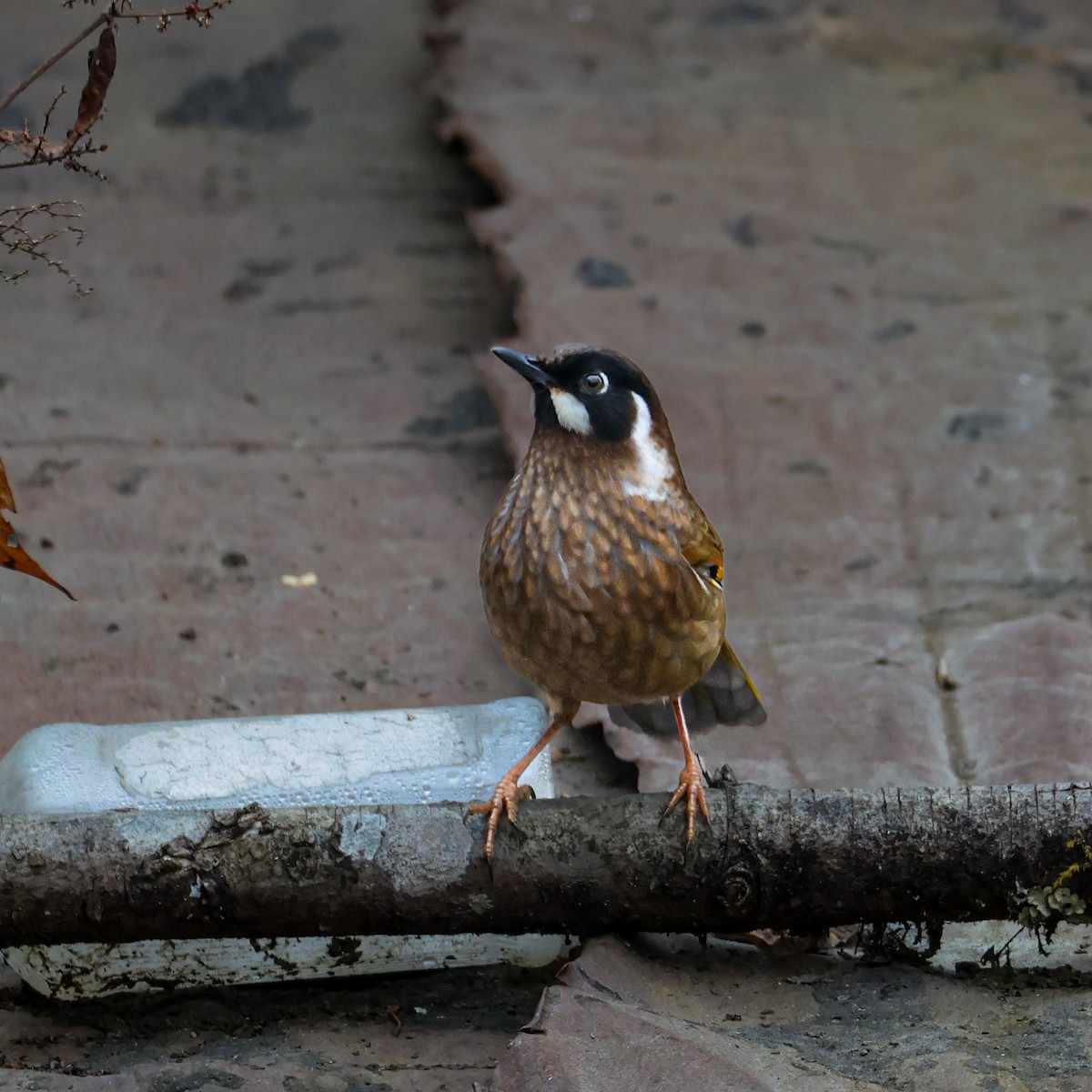 Black-faced Laughingthrush - ML650577613