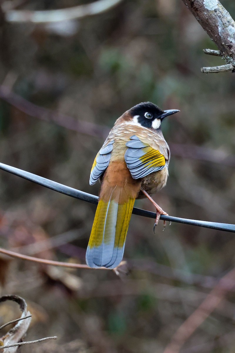 Black-faced Laughingthrush - ML650577614