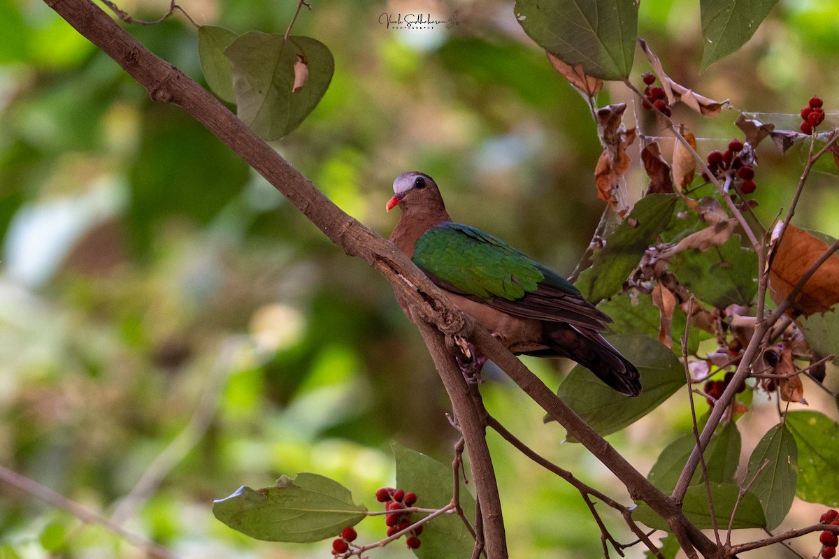 Palomita Esmeralda Cabecigrís - ML650577661