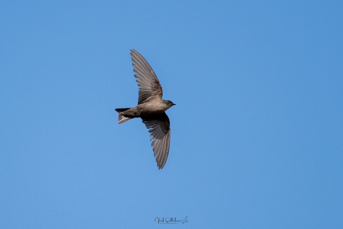 Avión Oscuro - ML650577681