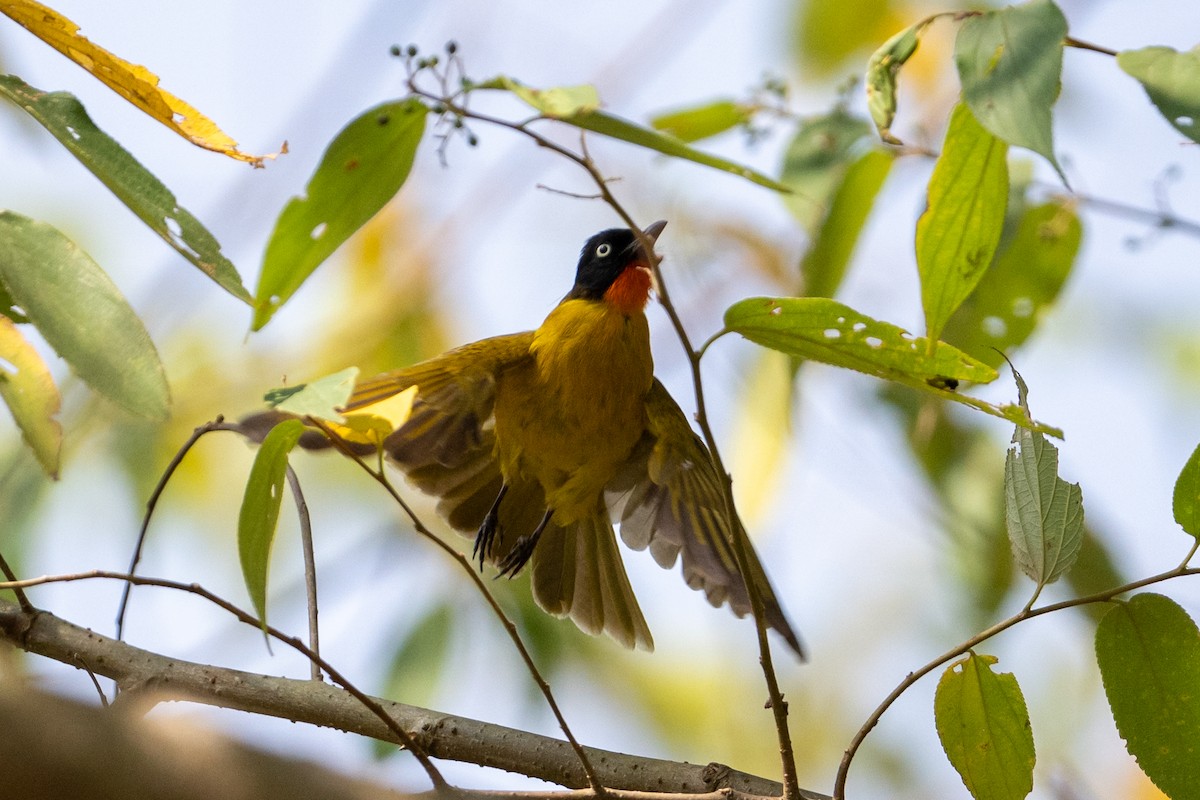 Bulbul Gorjinaranja - ML650577714