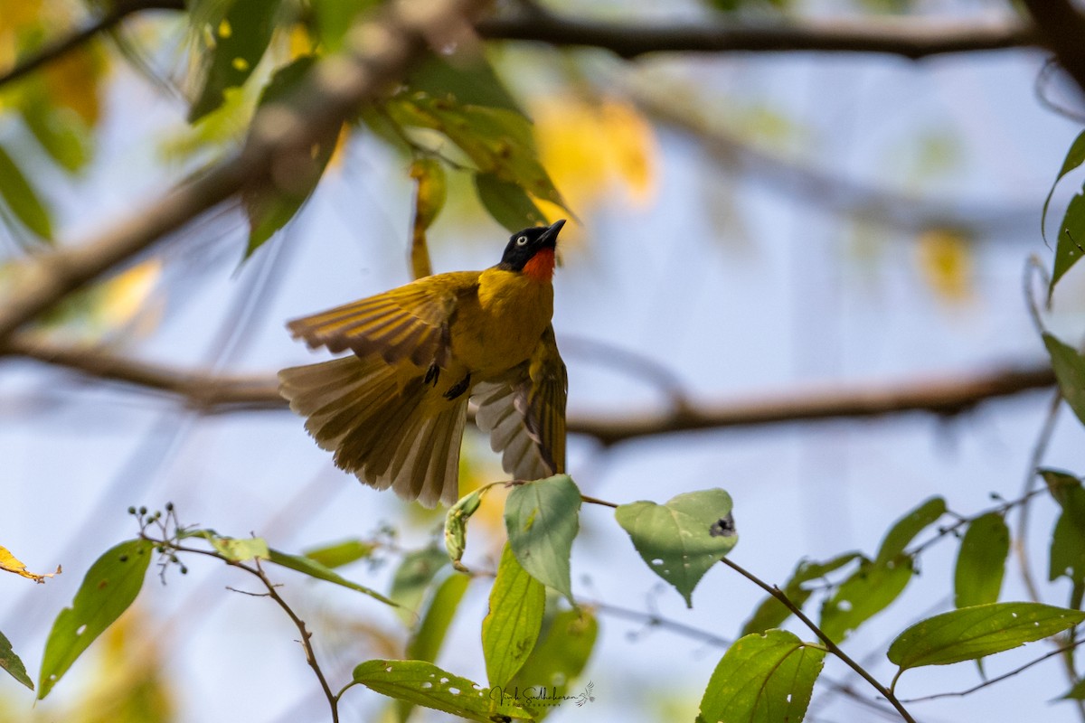 Bulbul Gorjinaranja - ML650577715