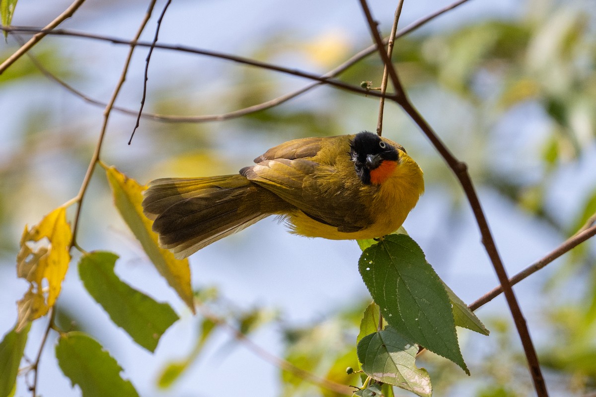 Bulbul Gorjinaranja - ML650577716