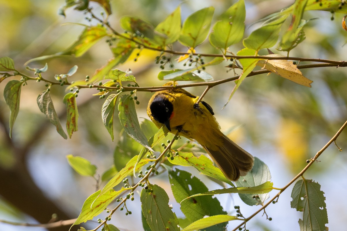 Bulbul Gorjinaranja - ML650577717