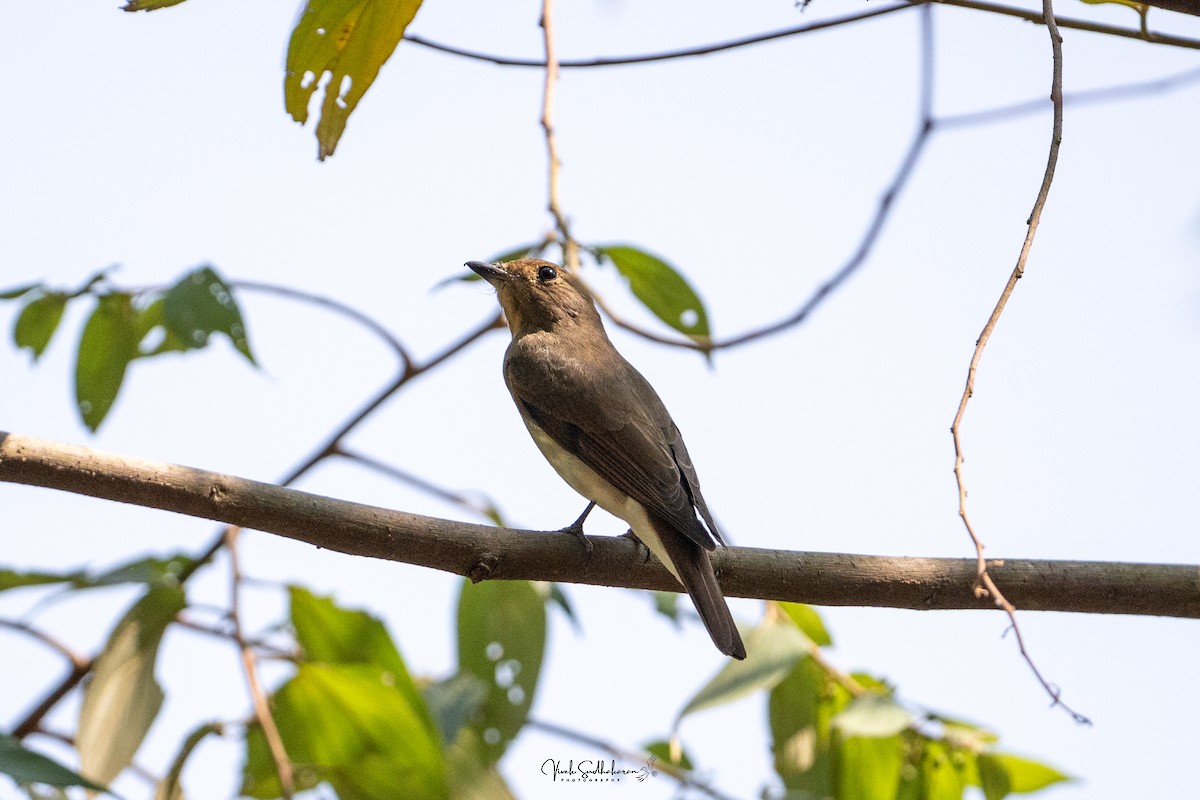 Papamoscas Azul - ML650577742