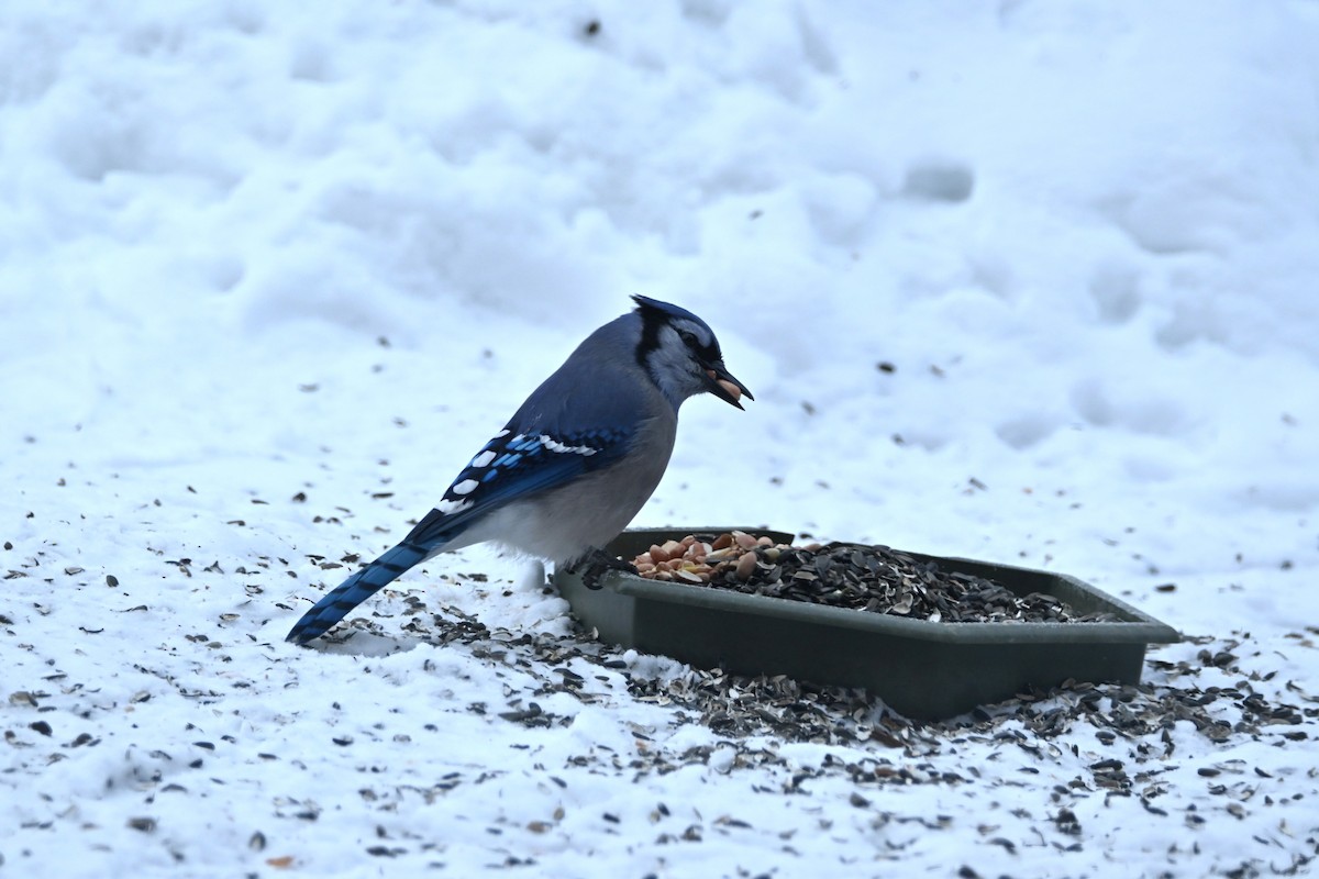 Geai bleu - ML650577746