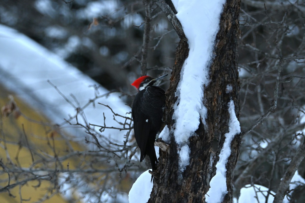 Grand Pic - ML650577749