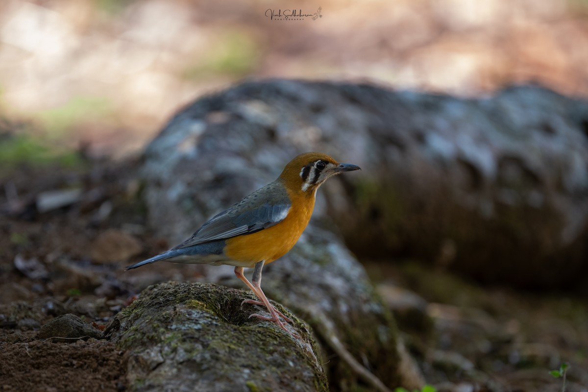 Zorzal Citrino - ML650577767