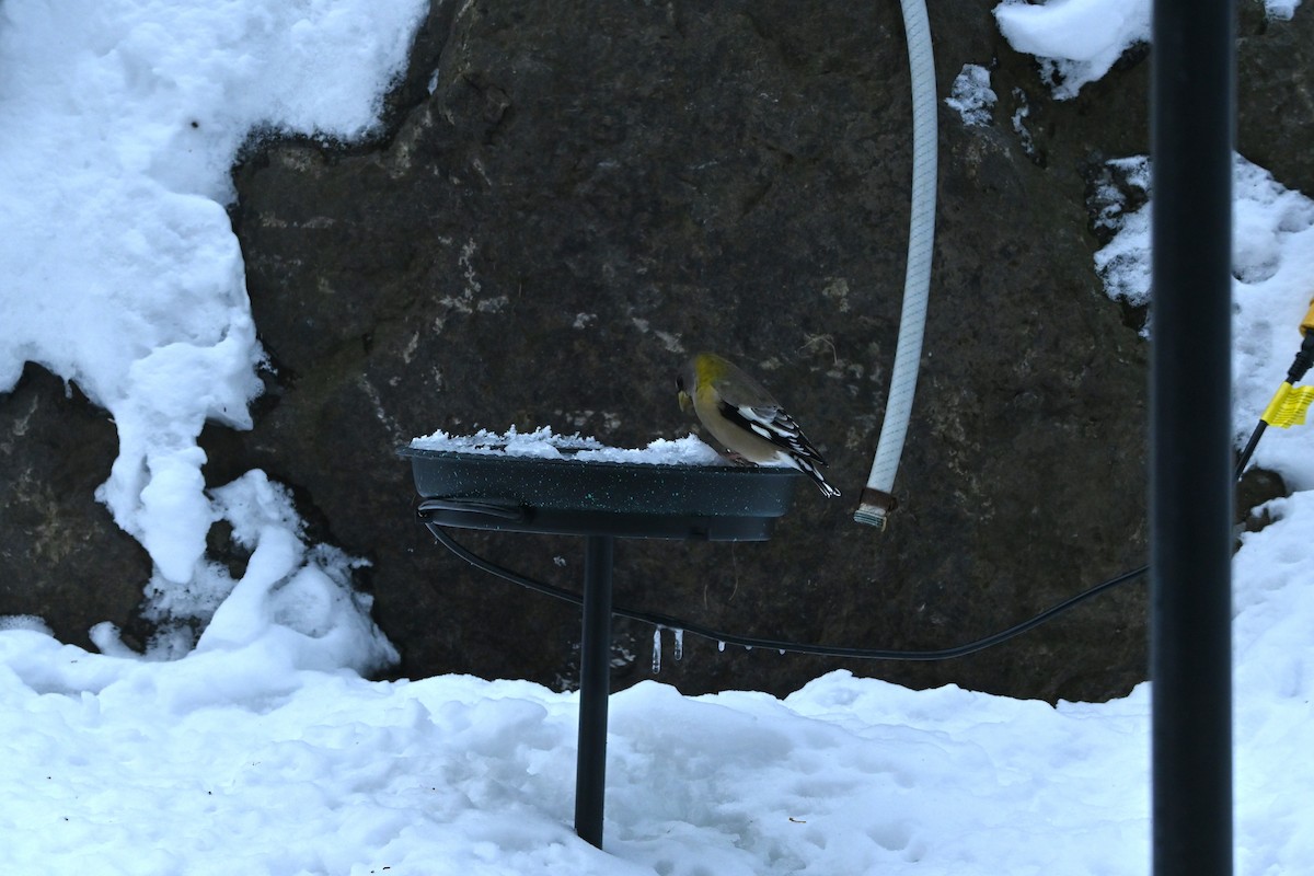 Evening Grosbeak - ML650577768