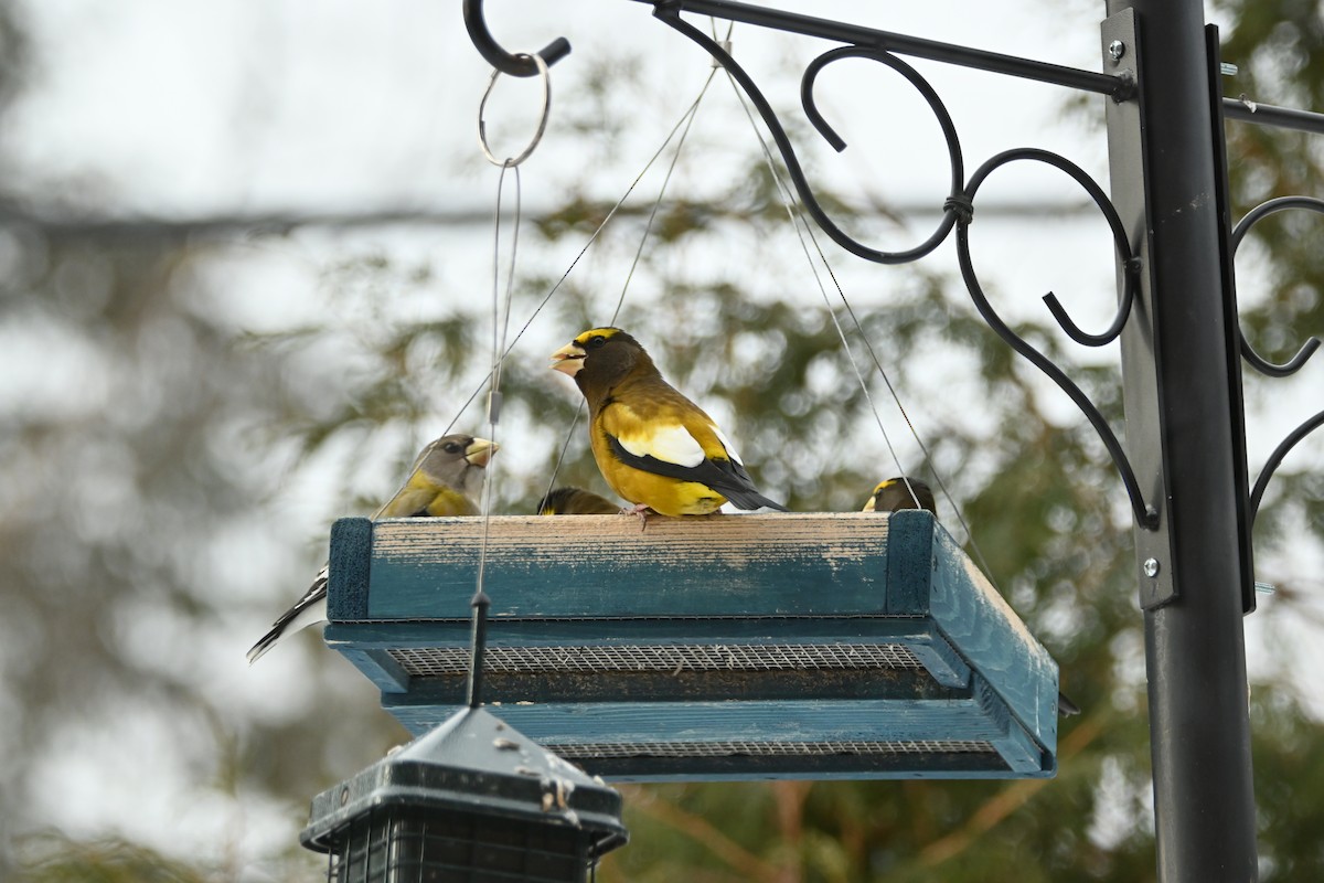 Evening Grosbeak - ML650577770