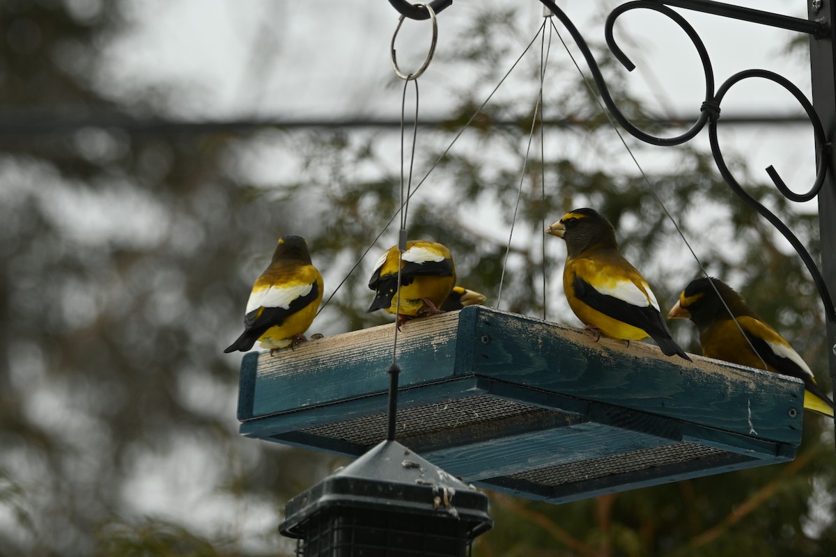 Evening Grosbeak - ML650577771