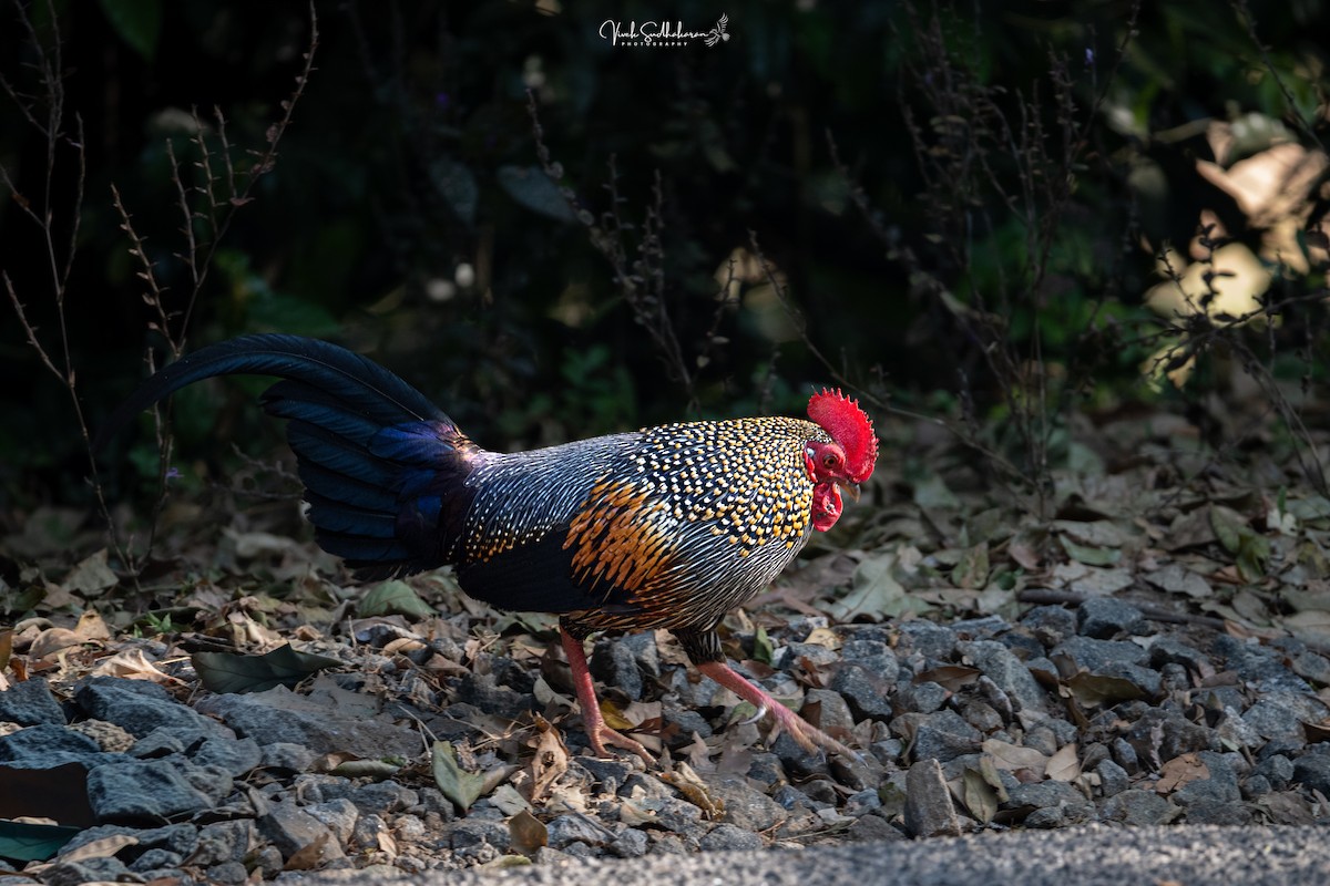 Gallo Gris - ML650577781