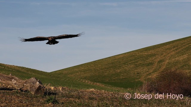 Golden Eagle - ML650577800