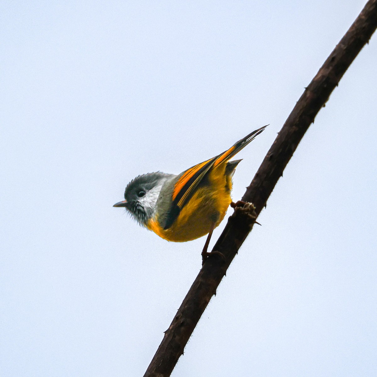 Golden-breasted Fulvetta - ML650577898