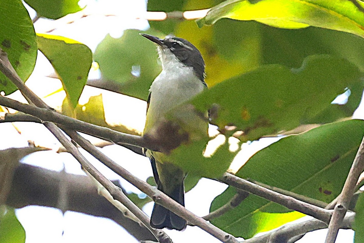 Western Violet-backed Sunbird - ML650577912