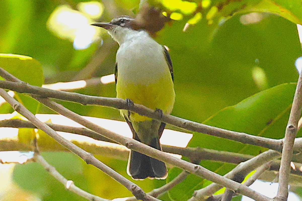 Western Violet-backed Sunbird - ML650577956