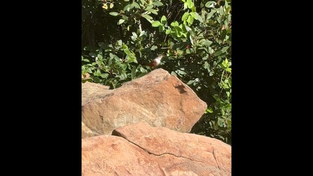 Каньонный крапивник - ML650577977