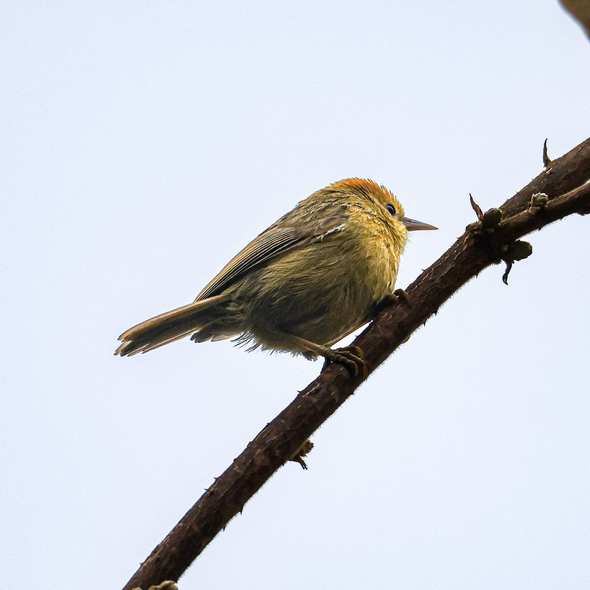 Rufous-capped Babbler - ML650578016