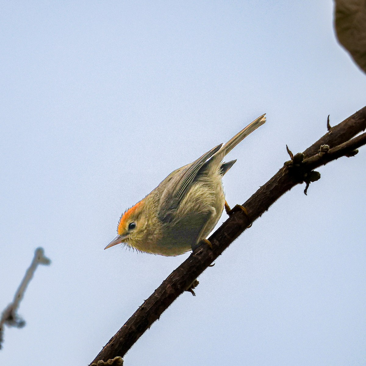 Rufous-capped Babbler - ML650578018