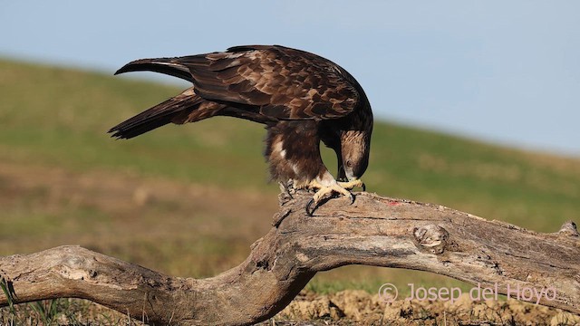 Golden Eagle - ML650578042