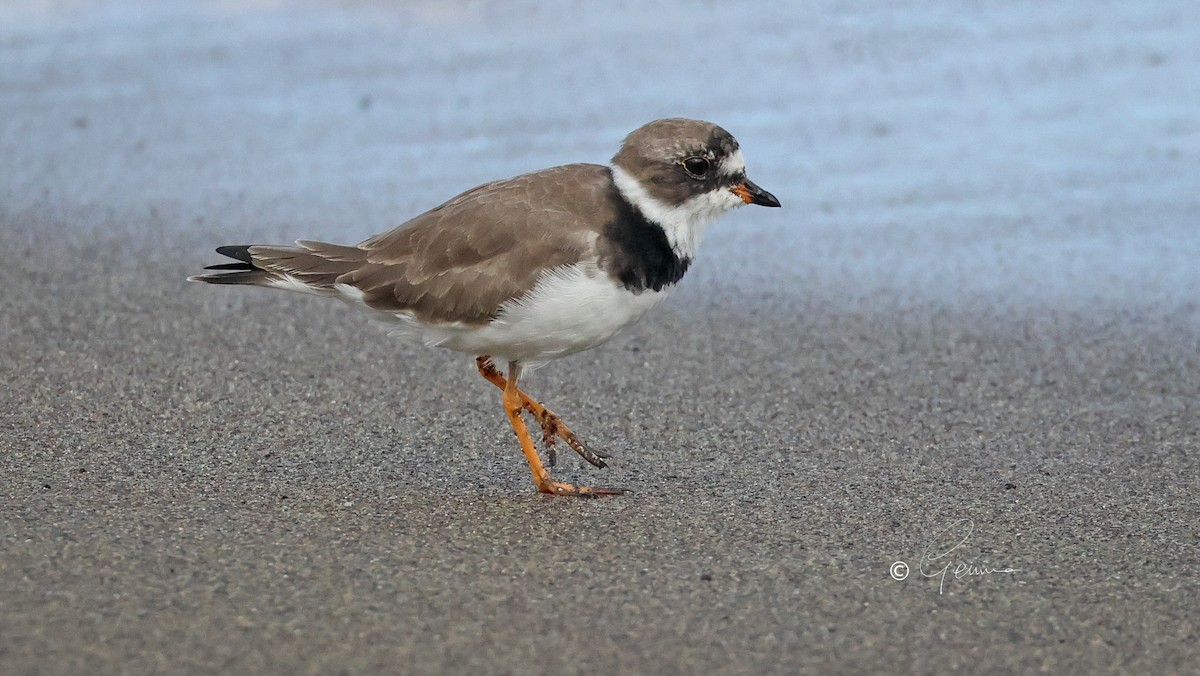 Semipalmated Plover - ML650578046