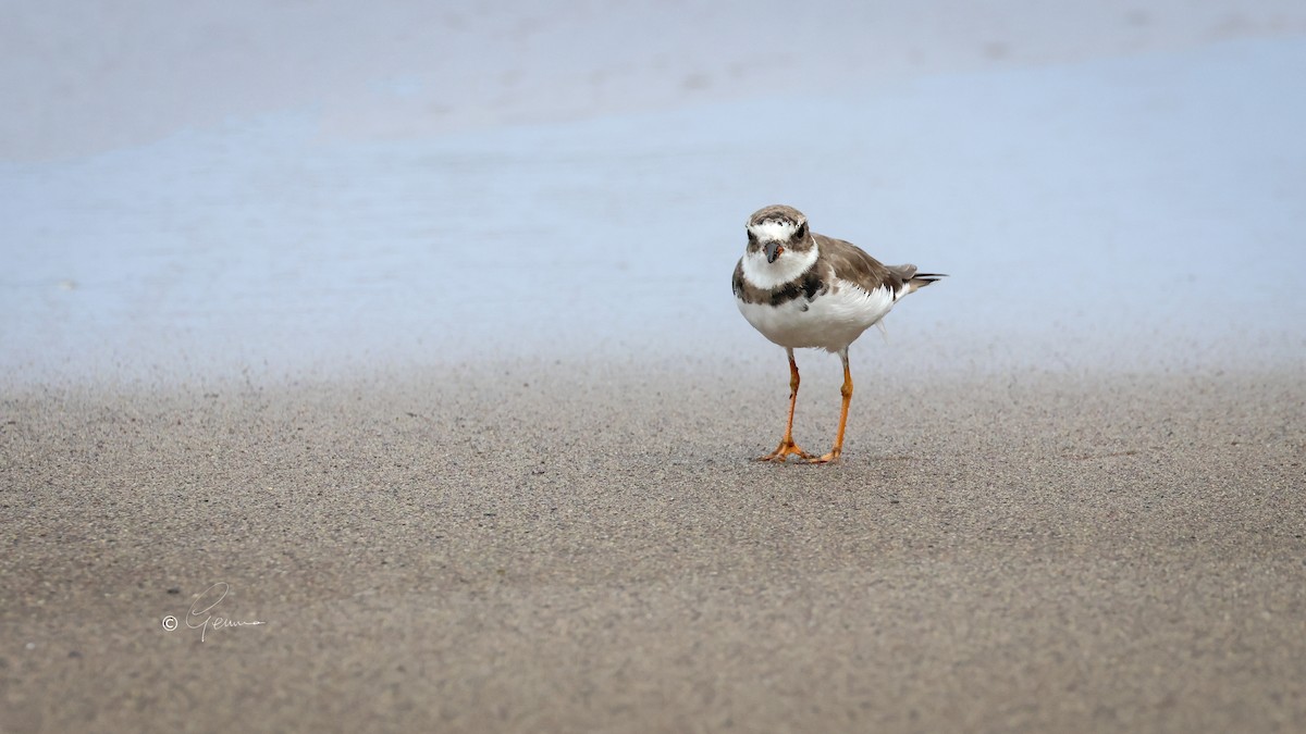 Semipalmated Plover - ML650578052