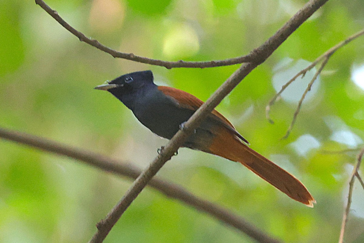 African Paradise-Flycatcher - ML650578068