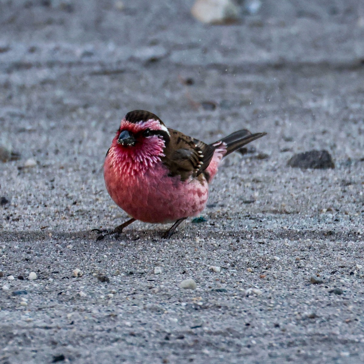 Himalayan White-browed Rosefinch - ML650578092