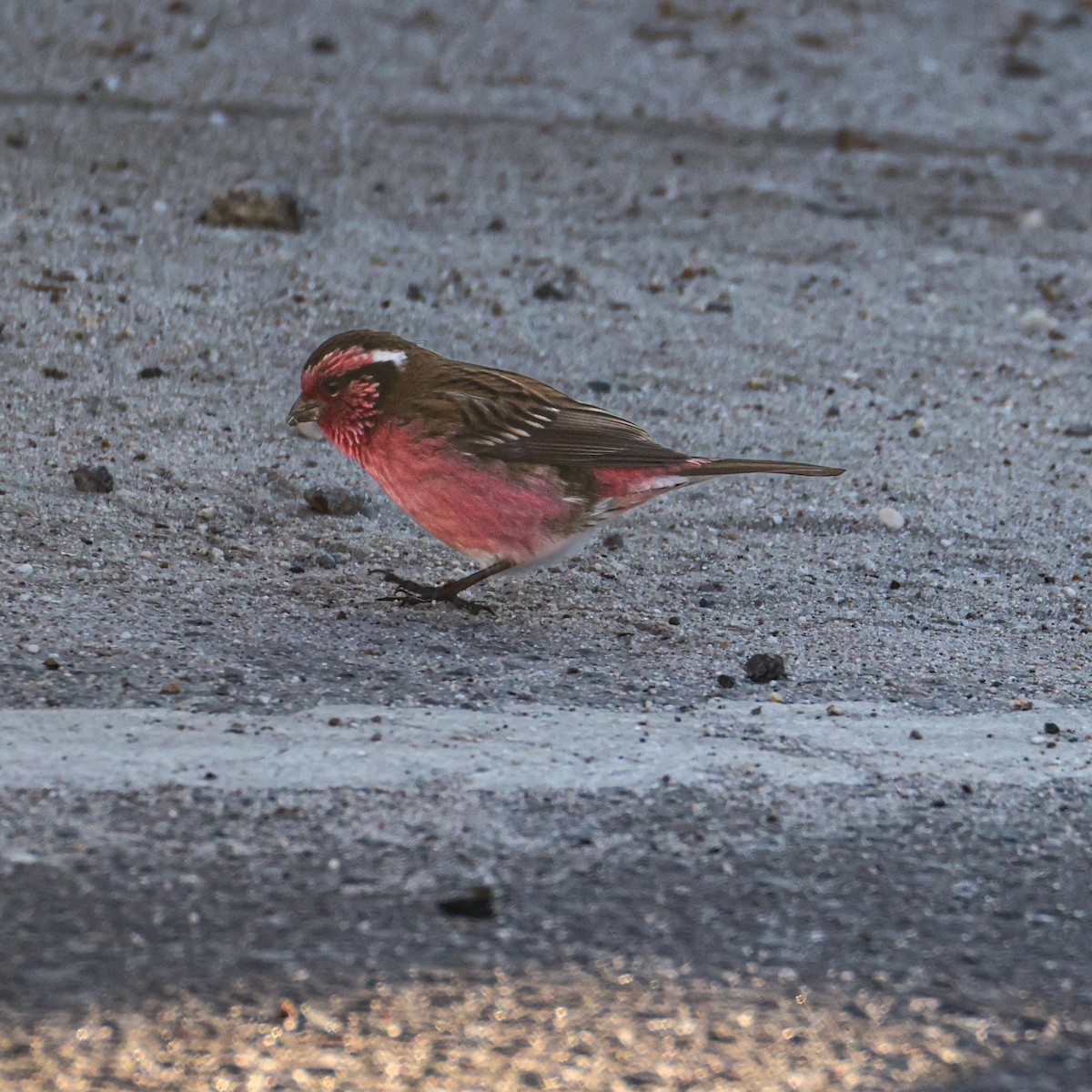 Himalayan White-browed Rosefinch - ML650578093