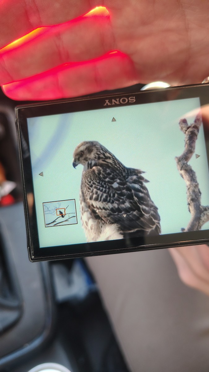American Goshawk - ML650578122
