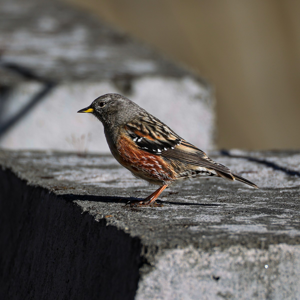 Mendi-tuntuna - ML650578253