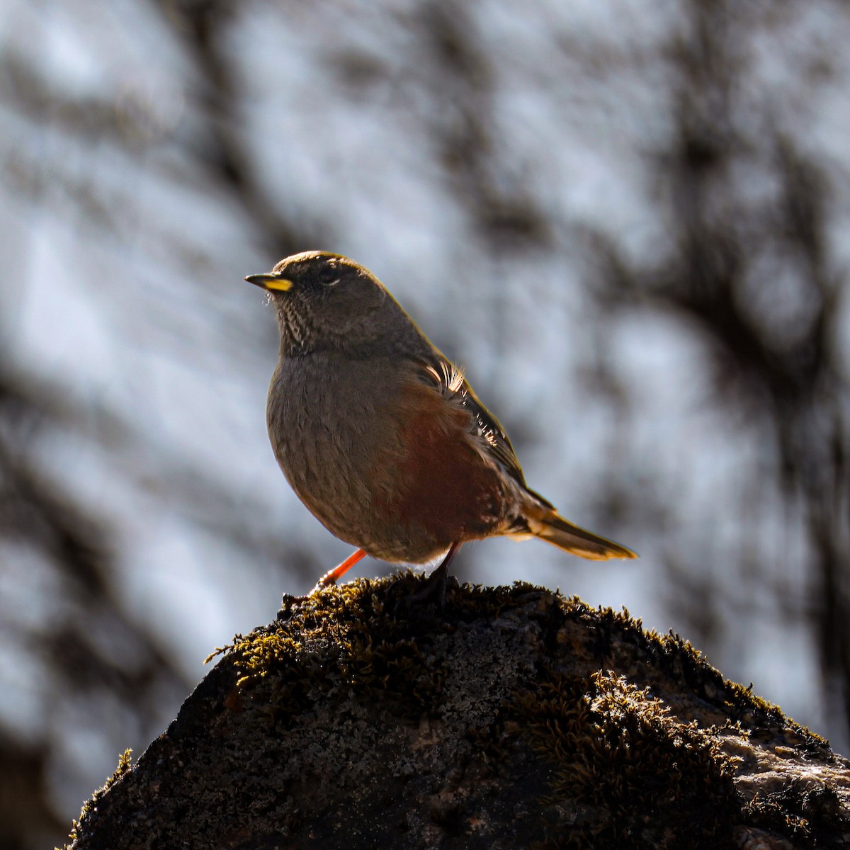 Mendi-tuntuna - ML650578254