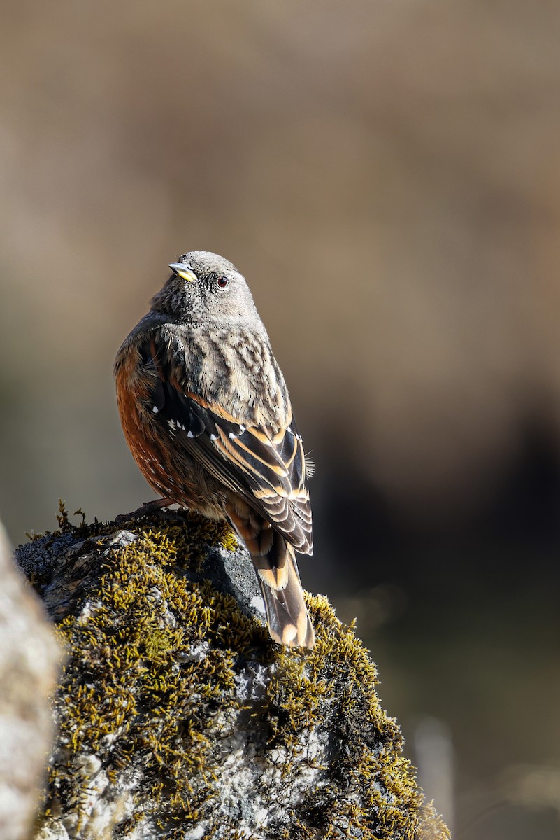 Mendi-tuntuna - ML650578255