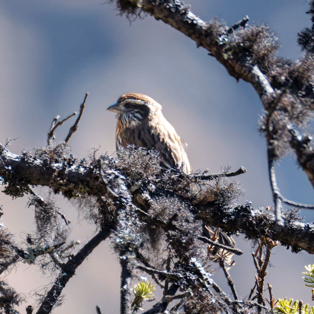 Himalayan White-browed Rosefinch - ML650578278