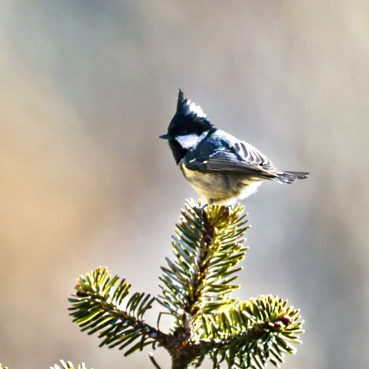 Pinu-kaskabeltza - ML650578302