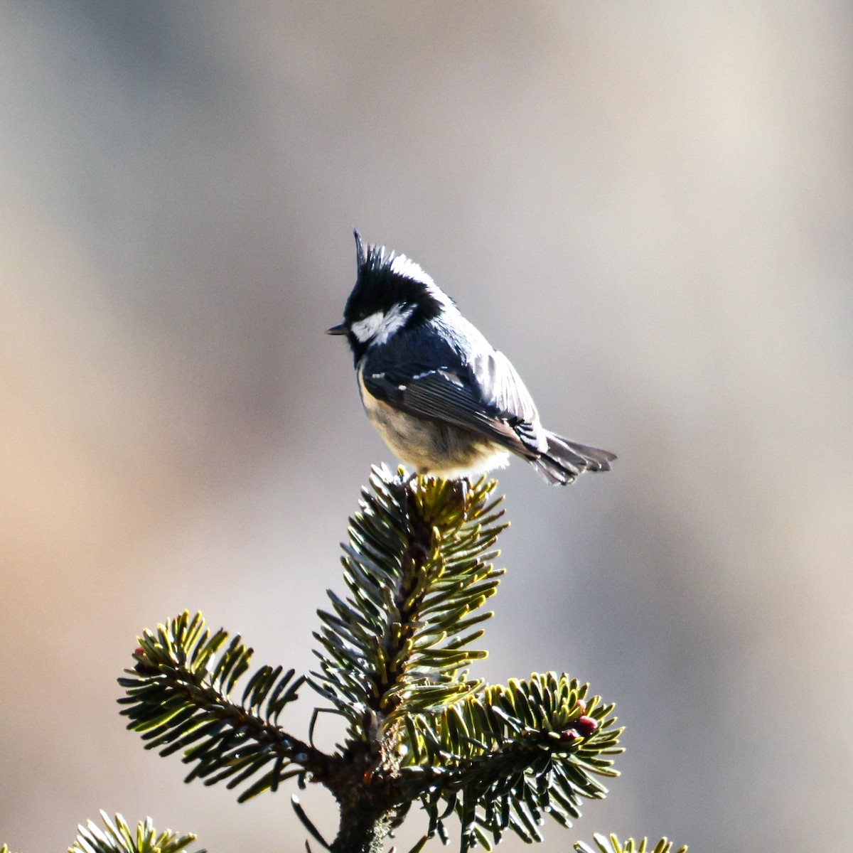 Pinu-kaskabeltza - ML650578303