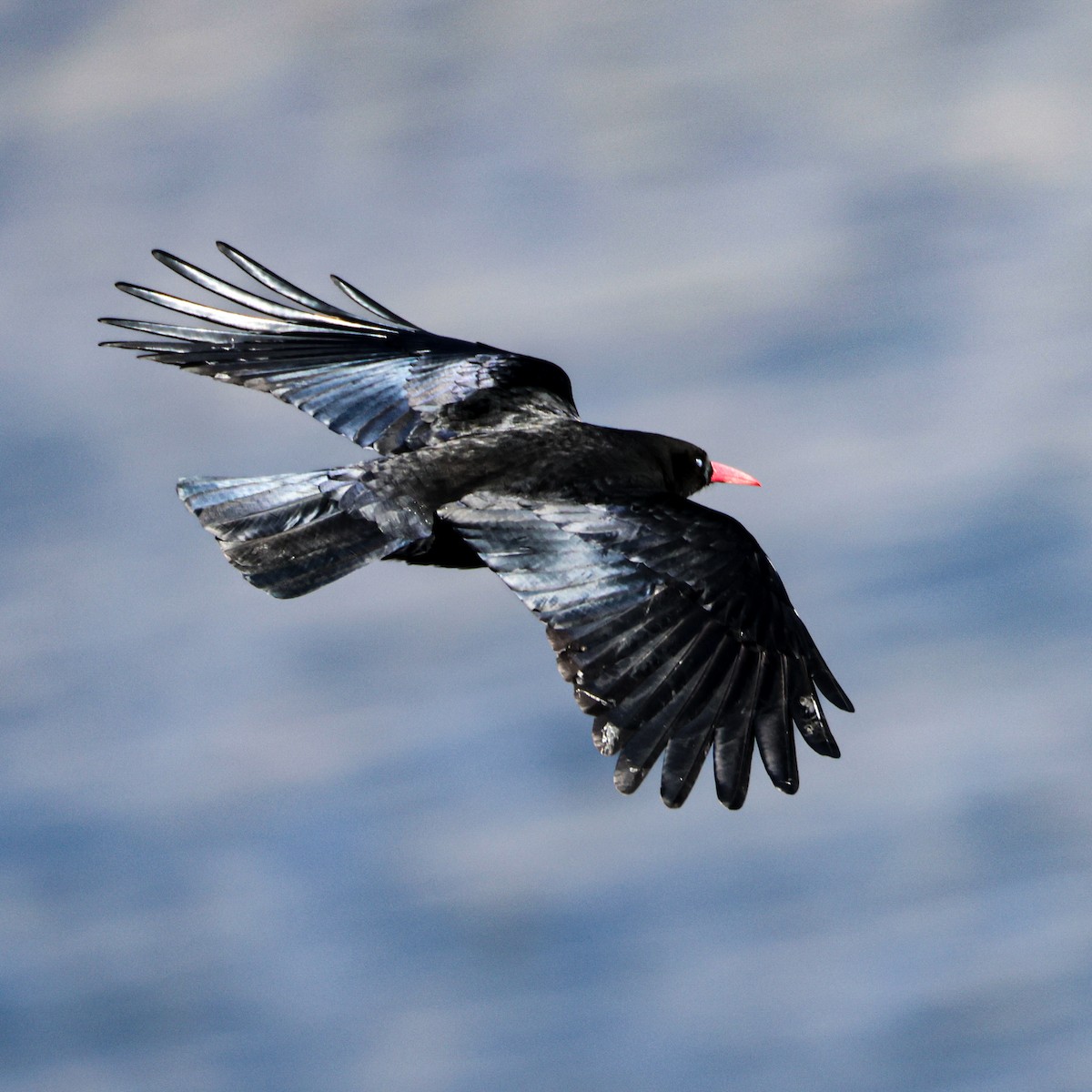 Belatxinga mokogorria - ML650578324