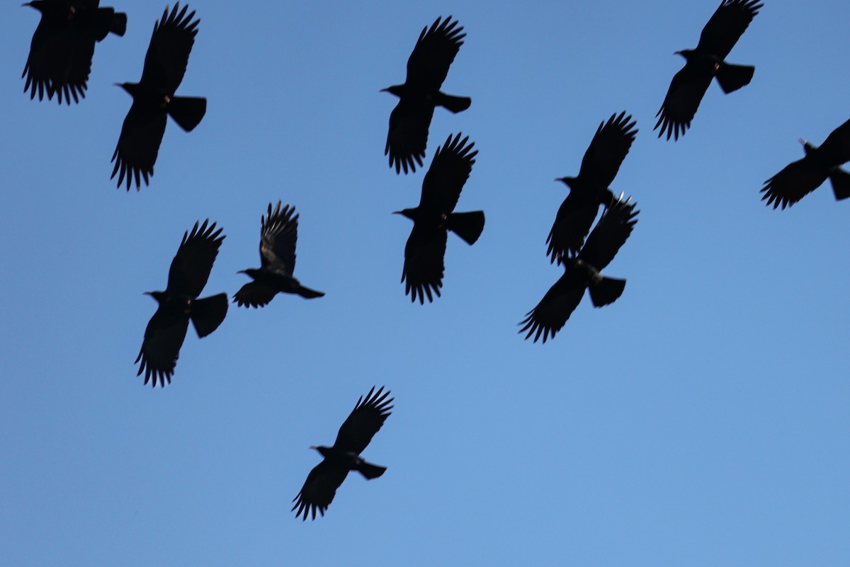 Belatxinga mokogorria - ML650578325