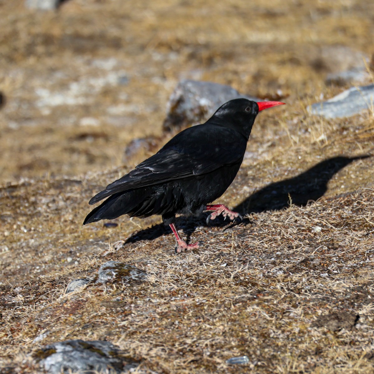 Belatxinga mokogorria - ML650578326