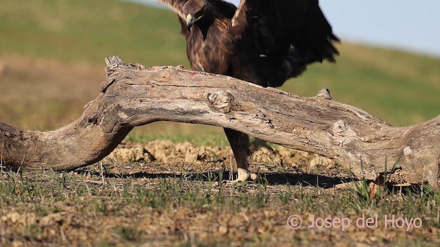 Golden Eagle - ML650578353