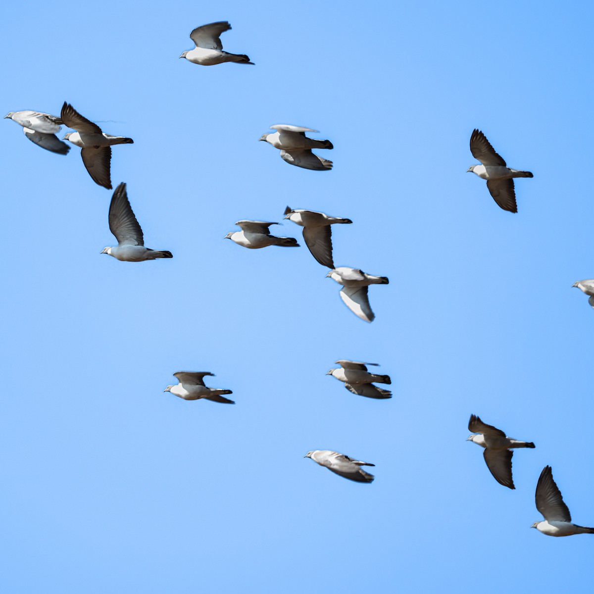 Snow Pigeon - ML650578379