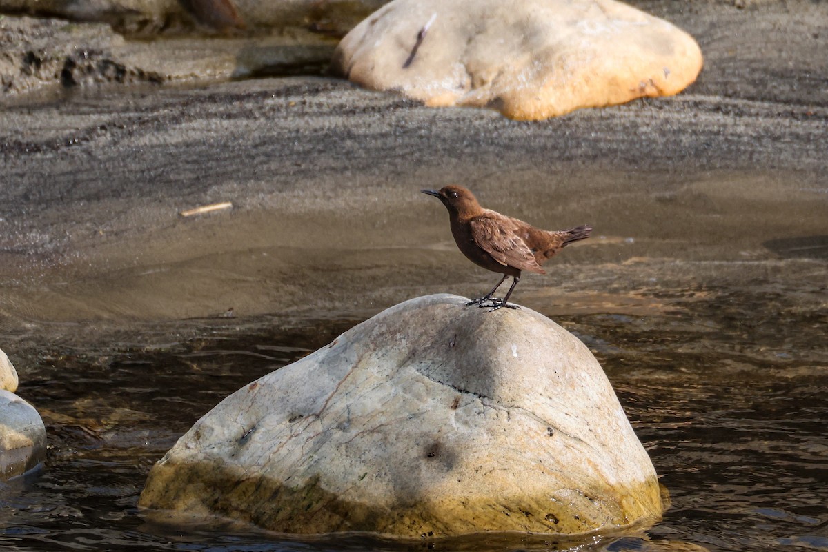 Ur-zozo arrea - ML650578641