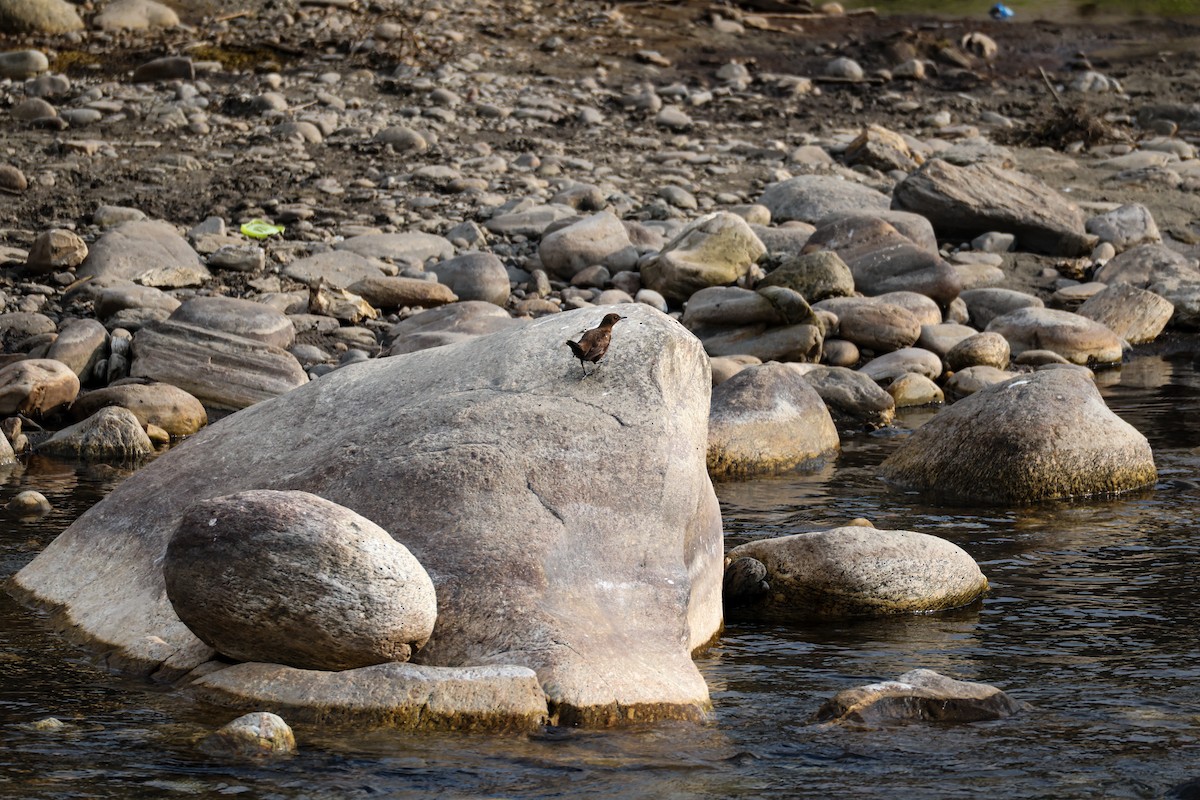 Ur-zozo arrea - ML650578642