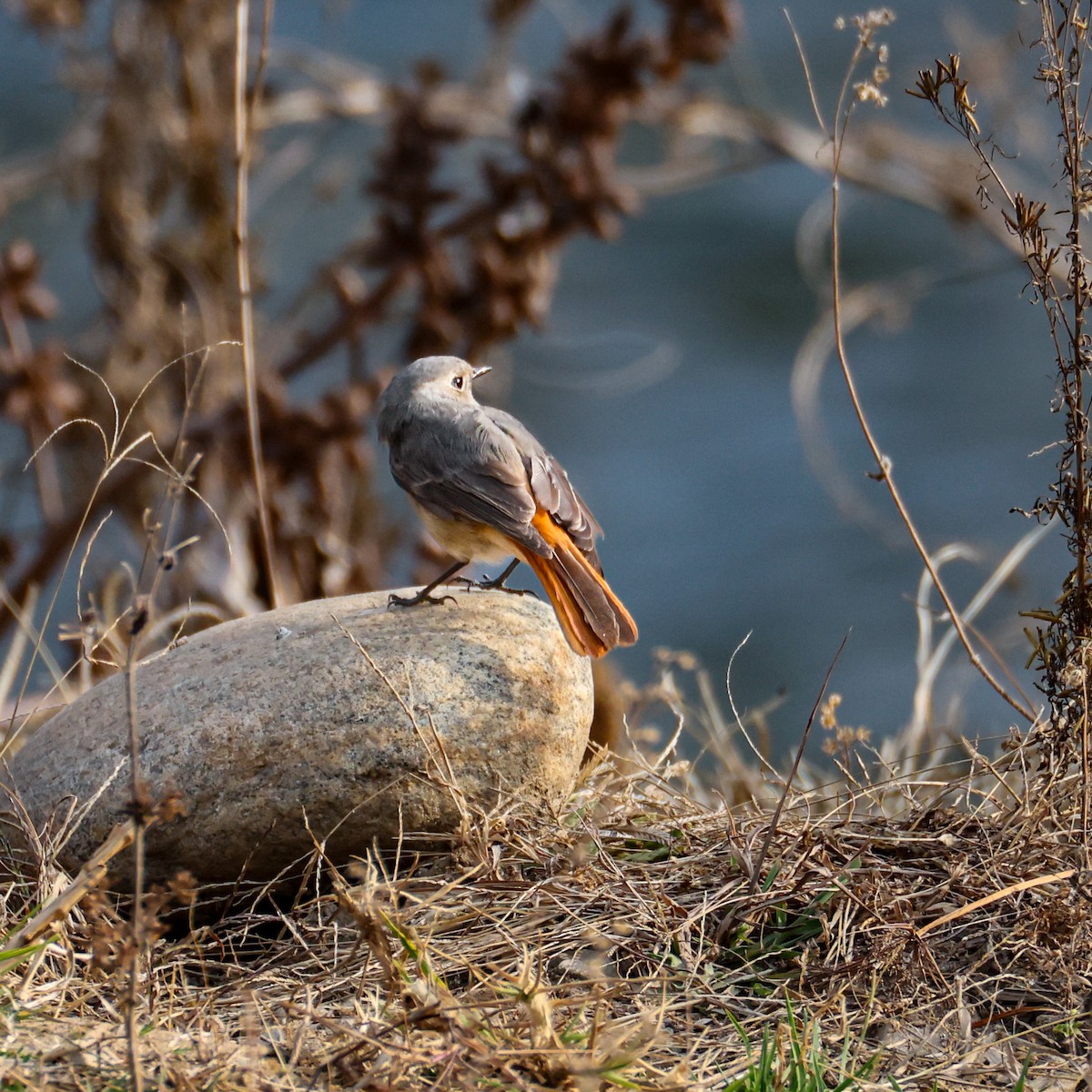 Hodgson buztangorria - ML650578673
